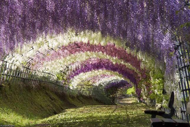 A csodálatos Ashikaga virág park